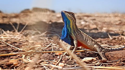 lizard.jpg