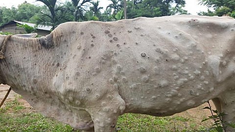 lumpy disease News