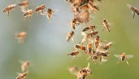 An old man dies in a bee attack