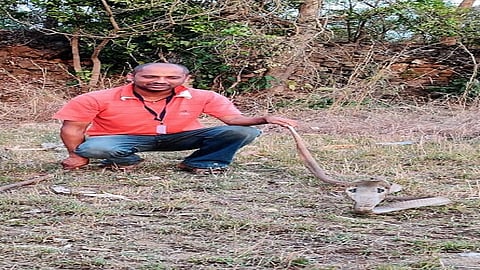 In Four Months, 95 Snakes Were Saved Kolhapur Marathi News