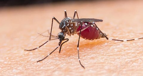 malaria