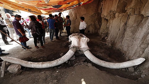 mammoth