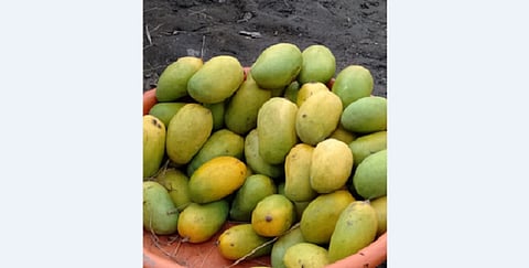 संग्रहित छायाचित्र