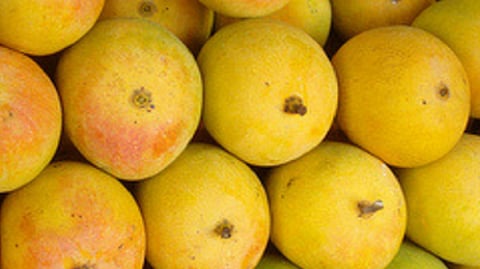 hapus mango