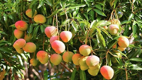 mango