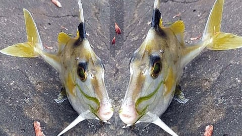 Rare fish to be found in Ratnagiri