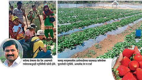 मावळच्या भातपट्ट्यात फुलली स्ट्रॉबेरी