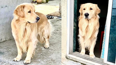 max dog
