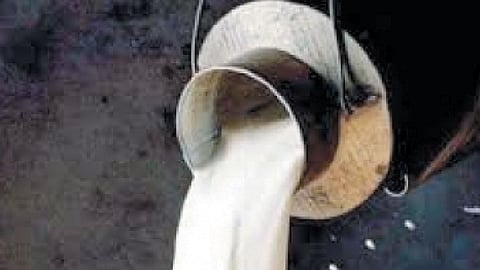 गोकुळकडून गायीच्या दूध दरात २ रुपये वाढ