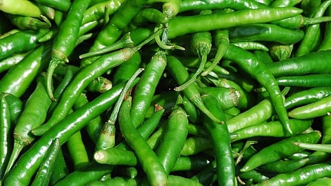 two brother from ratnagiri crop of chilli and tinkles cultivation successfully