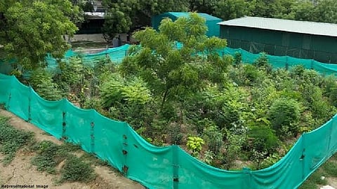 वनिकरण हवंच, पण एका झाडासाठी 55 हजार रुपये? तुम्हाला काय वाटतं, कळवा
