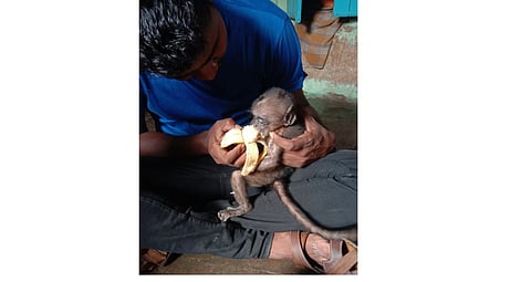 monkey final