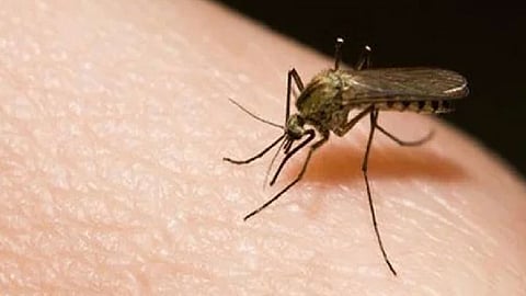mosquitoes increases in wathoa of nagpur