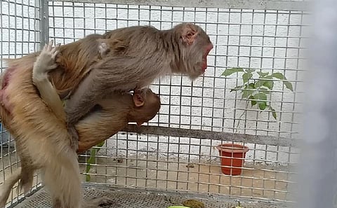 female monkey found her child after one and half year in nagpur