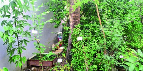 nakshatra 1.jpg
