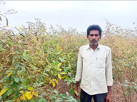 Yield of 30 quintals of turi from four acres of farm marathi farmers news