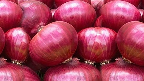 onion3.jpg