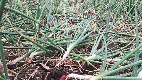 onion loss2.jpg