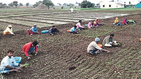 onion planting