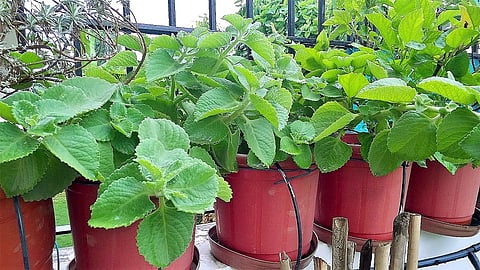 Annapaanvidhi Shakvarga