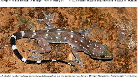 Bombay Leaf Todd house gecko For the first time found in Fort Rangana and Devrukh area of Ratnagiri district