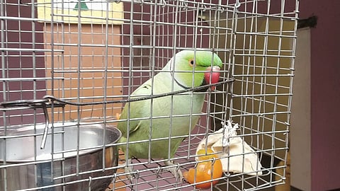 caged parrot now release Otherwise punitive action will be taken on behalf of the forest department