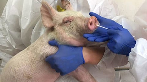 pig
