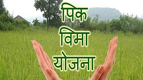 PM Pikvima Yojana latest Marathi News