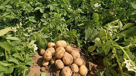 Success Story : व्वा रं पठ्ठ्या! स्पर्धा परीक्षेचं शिक्षण घेत युवकाची बटाटा शेतीत विक्रमी कामगिरी