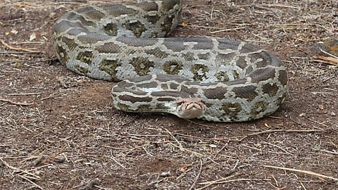 python.jpg