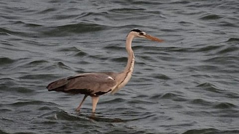 migration of birds from another country in rankala lake kolhapur to late for this year
