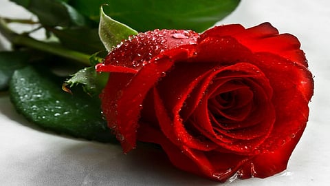 Valentine Day : "मग तू कालंच लाल गुलाब का नाही घेतलं..."