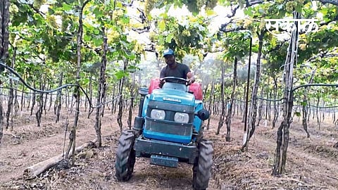 Rain ruined vineyards, Rains in drought prone talukas including Miraj East
