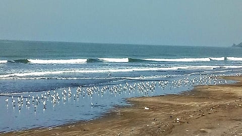 मुरूड : समुद्रकिनाऱ्यावर हजारो सीगल पक्षी सैर करत आहेत.