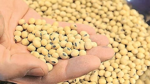 seed company