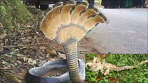 Find Seven Headed Snake Skin at karnataka Video Is Viral