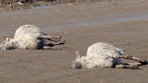 sheep