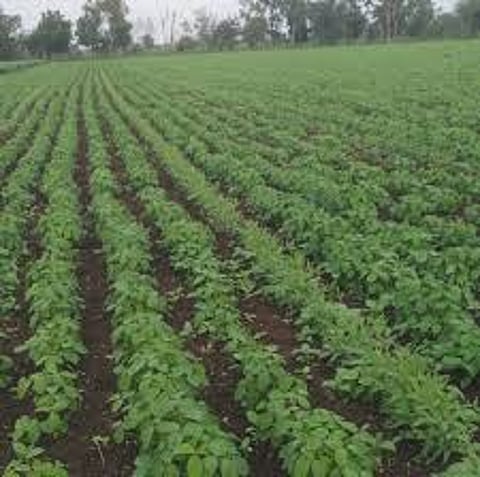 Confidence in bumper production in agriculture this year in the Corona crisis; Read more ..