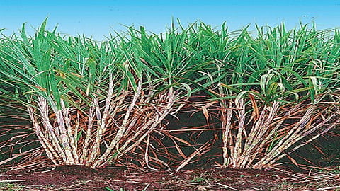shugarcane