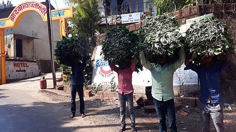 the existence of bherali mud dangerous in sindhudurg kokan marathi news