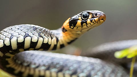 snake