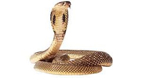 snake.jpg