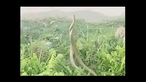 two male snake fighting video viral