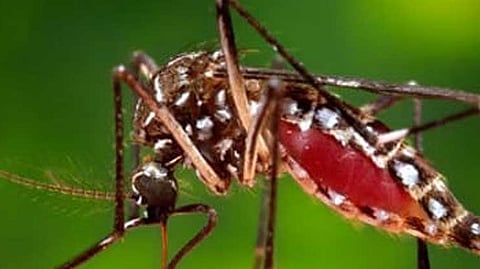 mosquito