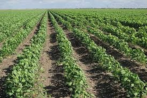 soyabean crops.jpg