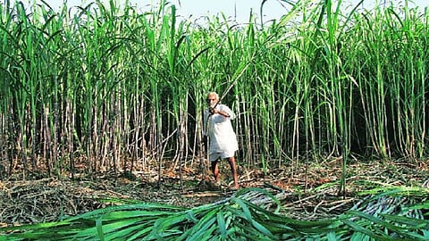 sugarcane traders.jpg