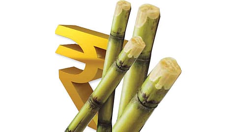 This year, sugarcane will be used as a bone stick