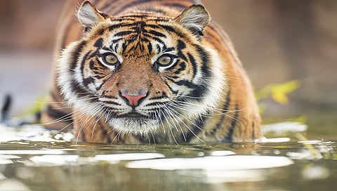 sumatran-tiger-wz-gsmp-m.jpg