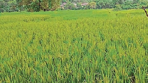 तळा : संततधार पावसामुळे भातपिके धोक्यात आली आहेत.