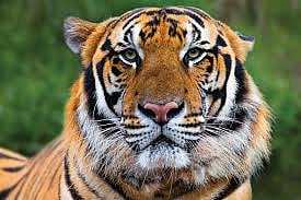 Sterilization of Tigers is The Last Option